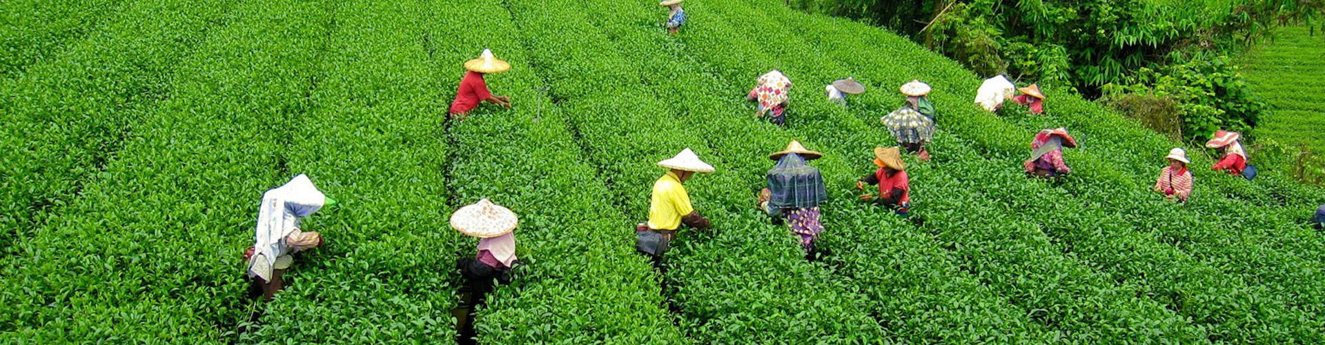 Gangtok (3N), Pelling (2N), Darjeeling (2N) :7N8D